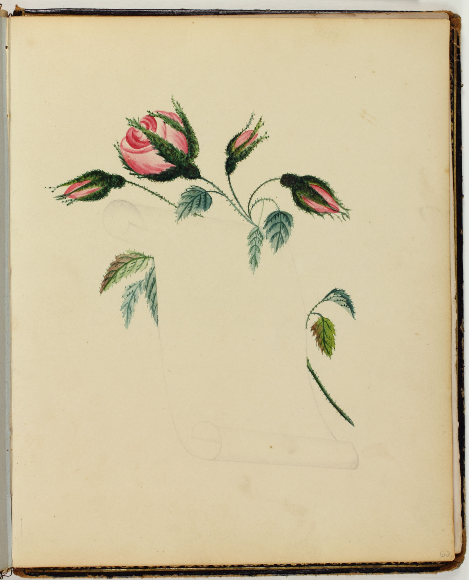 Fig. 3 [Rose and rose buds], Amy Matilda Cassey Album, 1833-1856. Watercolor, undated. Library Company of Philadelphia.