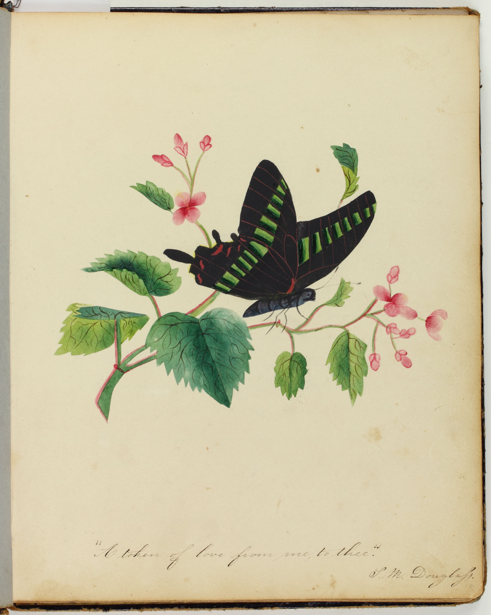 Sarah Mapps Douglass, “A token of love from me to thee,” Amy Matilda Cassey Album, 1833-1856. Watercolor, undated. Library Company of Philadelphia.