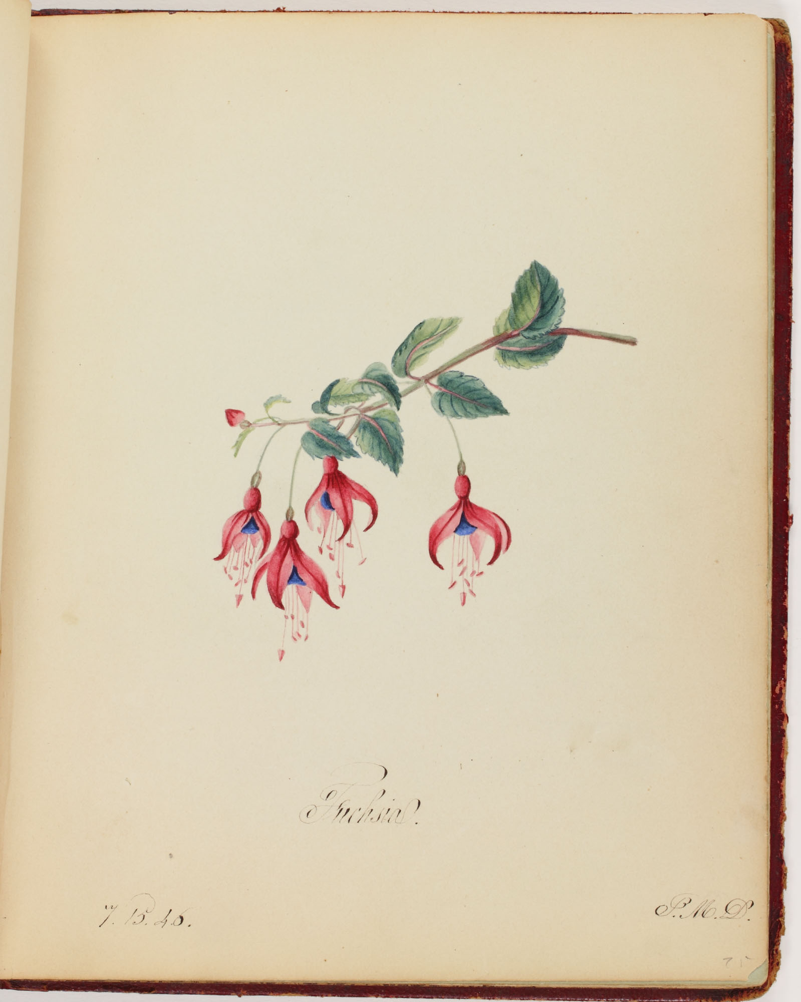 Sarah Mapps Douglass, “Fuchsia,” in Mary Anne Dickerson Album, 1833-1882. Watercolor, 1846. Library Company of Philadelphia.